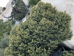 Pinus quadrifolia