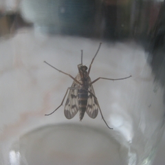 Rhagio atlanticus