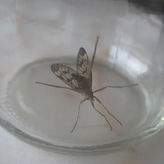 Rhagio atlanticus