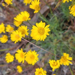 Erigeron linearis