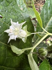 Jaltomata viridiflora