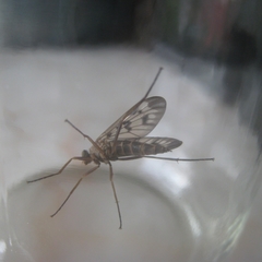Rhagio atlanticus