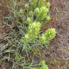 Castilleja thompsonii