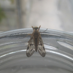 Rhagio atlanticus