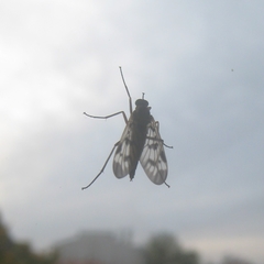 Rhagio atlanticus
