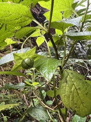 Jaltomata viridiflora