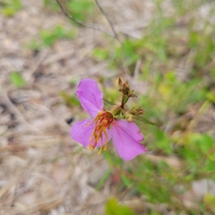 Rhexia mariana mariana