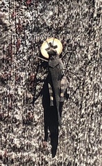 Trimerotropis fontana