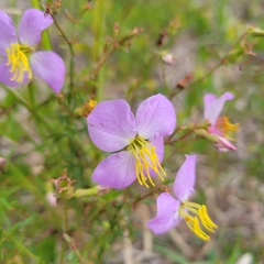 Rhexia mariana mariana