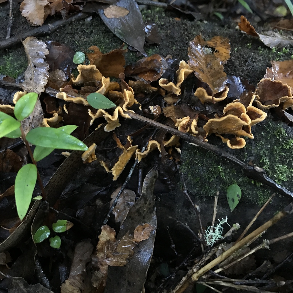 Stereum hirsutum · May 2022 · photo: © cristianriquelme (iNaturalist, cc-by)