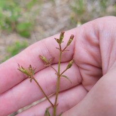 Rhexia mariana mariana
