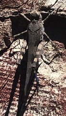 Trimerotropis fontana