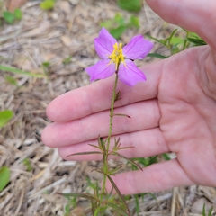 Rhexia mariana mariana