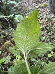 Jaltomata viridiflora