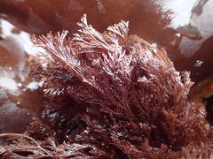Microcladia borealis