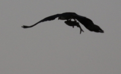 Clupeoidei