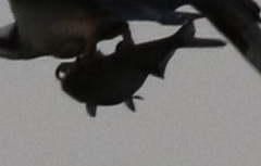 Clupeoidei