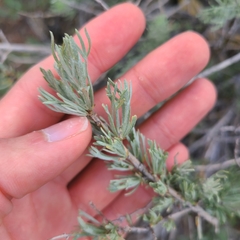 Artemisia tripartita