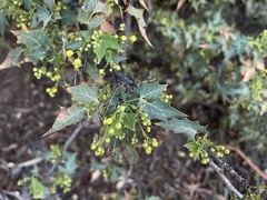 Berberis higginsiae
