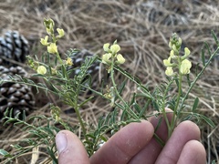 Astragalus douglasii