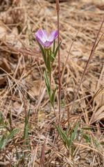 Clarkia purpurea viminea