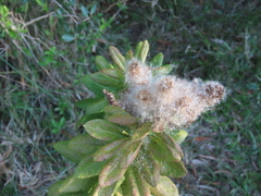 Pterocaulon polystachyum