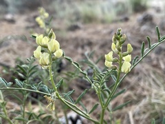 Astragalus douglasii