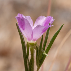 Clarkia purpurea viminea