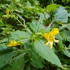 Impatiens edgeworthii