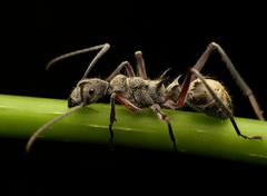 Polyrhachis sexspinosa