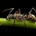 Polyrhachis sexspinosa - Photo no hay derechos reservados, subido por Philipp Hoenle