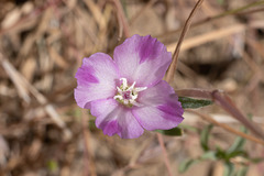 Clarkia purpurea viminea