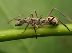 Polyrhachis sexspinosa