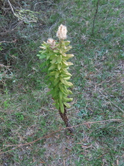 Pterocaulon polystachyum