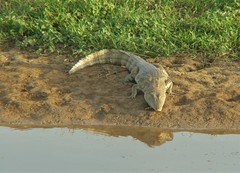Caiman crocodilus crocodilus