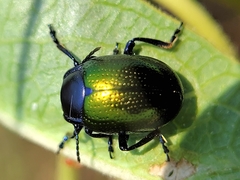 Chrysolina auripennis