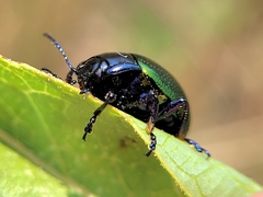 Chrysolina auripennis