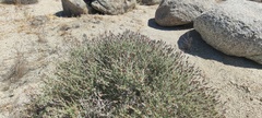 Brickellia frutescens