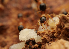 Tetramorium bicolor
