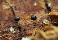 Tetramorium bicolor