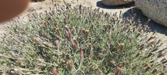 Brickellia frutescens