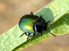 Chrysolina auripennis