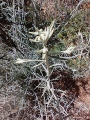 Tetradymia comosa