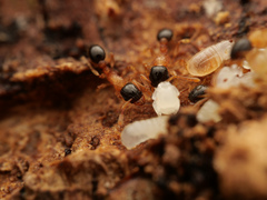 Tetramorium bicolor