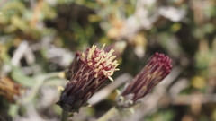 Brickellia frutescens