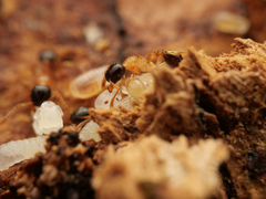 Tetramorium bicolor