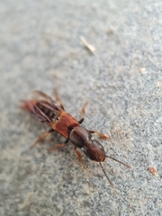 Platydracus cinnamopterus
