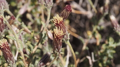 Brickellia frutescens