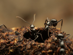 Polyrhachis mucronata