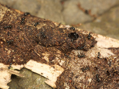 Polyrhachis mucronata